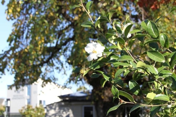 Hotel Merivale Manor (Saint Albans)